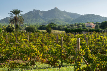 Weinbau, Kloster Sant Salvador, Felanitx, Mallorca, Balearen, Spanien