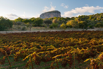 Weingärten nahe Alaro, Tramuntana, Mallorca, Balearen, Spanien