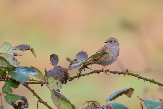 heckenbraunelle prunella modularis