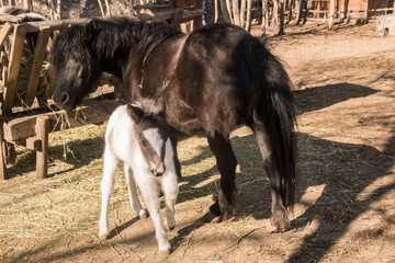 A newborn pony foal with its mother in farm yard on sunny day 