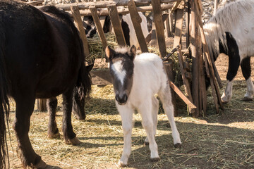 A newborn pony foal with its mother in farm yard on sunny day 