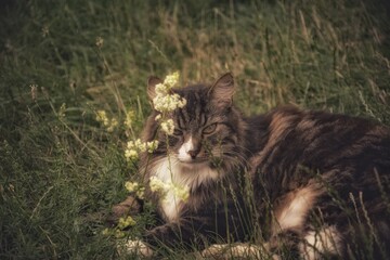 Bury kot  © Bogdan