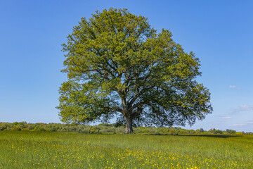Large alone tree in the middle of the green flowery meadow in as spring sunny day.