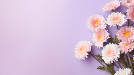 aster flowers on side of pastel violet background with copy space