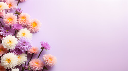 bunch of colorful aster flowers isolated on pastel purple background - with place for text