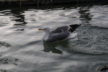 seagull on the water surf bird