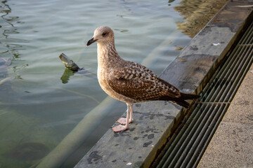 seagull on the pier bird