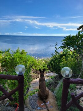 Dog sitting on walkway leading to a beautiful beach on the island of Siquijor, Philippines