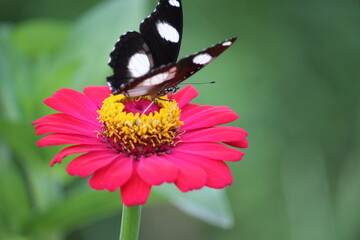 close up of a black and white butterfly sucking honey juice from a pink paper flower