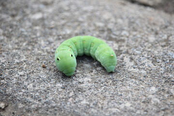 close up of a large green caterpillar with cute black spots on a blurred background