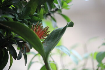close up of Green orchid leaves with a blurred background