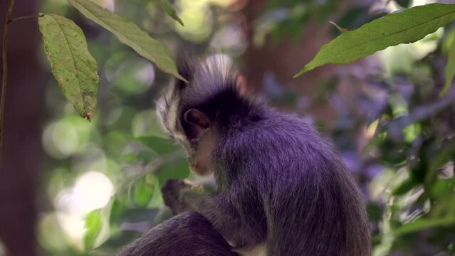 a rear view of a thomas's leaf monkey sitting in a tree and eating fruit in the rainforest of gunung leuser national park on sumatra, indonesia