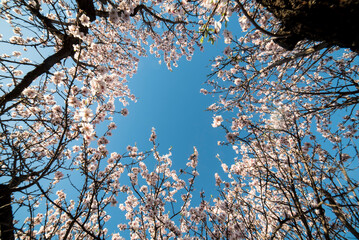 Almond trees in bloom in the forest