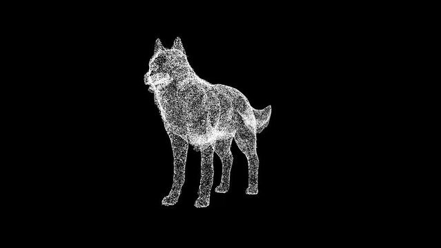 3D Wolf rotates on black background. Wild animal concept. Forest Predator. Business advertising backdrop. For title, text, presentation. 3d animation 60 FPS