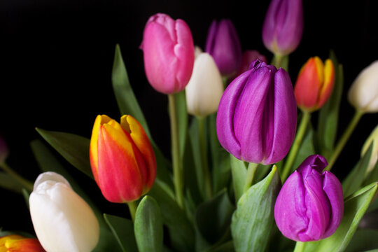 close up bunch of purple  tulips n dark background