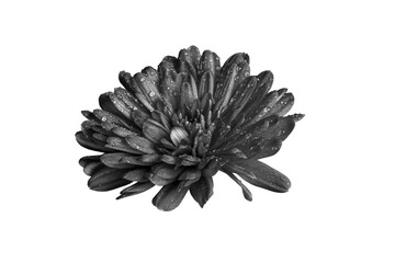 black and white photography of flowers close up