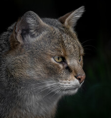 Portrait of a jungle cat with a black background