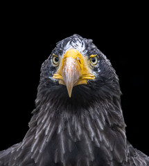 Portrait of a sea eagle facing the camera