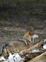 Gray Wolf hiding behind the trees in the forest