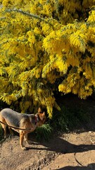 German Shepherd standing by a Silver Wattle Tree full with yellow flowers. Picture taken in Will Rogers State Historic Park.