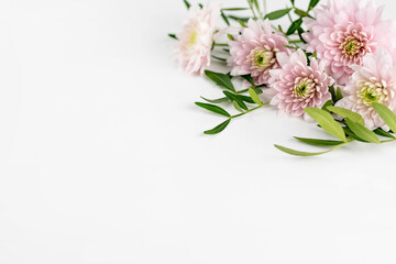 On a white background with space for text, delicate pink chrysanthemums and greenery.