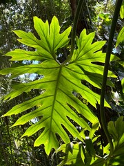 Monstera leaf backlit. ‎⁨Wahiawā Botanical Garden⁩, ⁨Oʻahu⁩, ⁨Wahiawa⁩,...