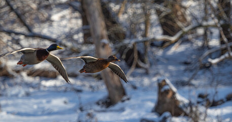 Flying ducks in Jena over saale river at january