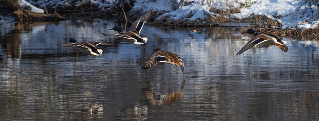 Flying ducks in Jena over saale river at january