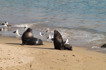 Fototapeta premium island sea lions