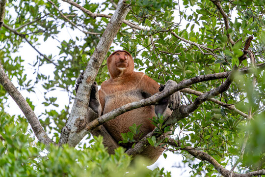 Nasenaffe auf einem Baum &ndash; Wildtier in nat&uuml;rlichem Habitat
