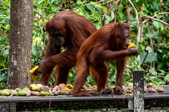 Orang-Utan in der Wildnis von Borneo &ndash; Bewohner des Regenwaldes