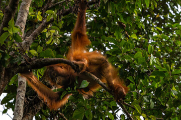 Orang-Utan in der Wildnis von Borneo – Bewohner des Regenwaldes