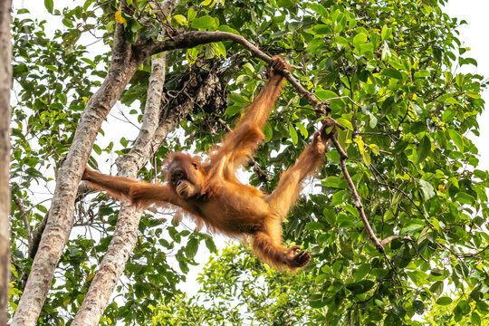 Orang-Utan in der Wildnis von Borneo &ndash; Bewohner des Regenwaldes