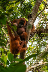 Orang-Utan in der Wildnis von Borneo – Bewohner des Regenwaldes