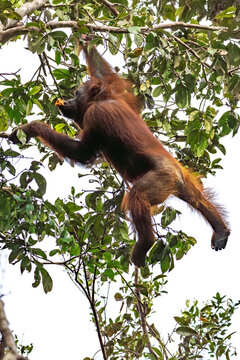 Orang-Utan in der Wildnis von Borneo &ndash; Bewohner des Regenwaldes