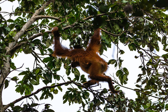 Orang-Utan in der Wildnis von Borneo &ndash; Bewohner des Regenwaldes