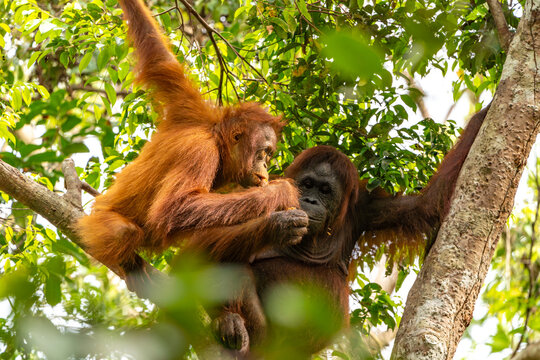 Orang-Utan in der Wildnis von Borneo &ndash; Bewohner des Regenwaldes