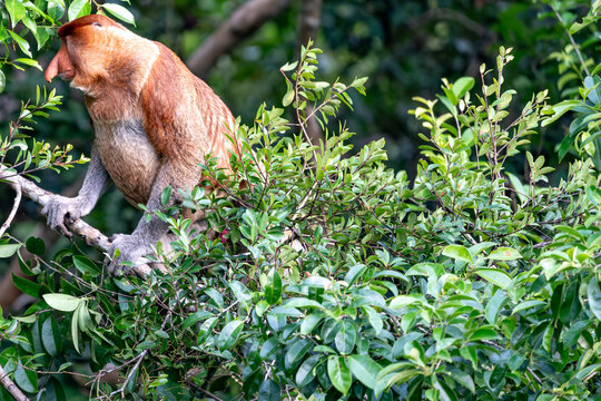 Nasenaffe auf einem Baum &ndash; Wildtier in nat&uuml;rlichem Habitat