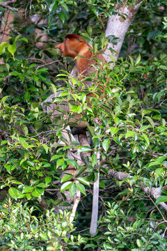 Nasenaffe auf einem Baum &ndash; Wildtier in nat&uuml;rlichem Habitat