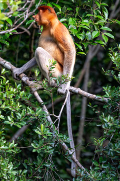 Nasenaffe auf einem Baum &ndash; Wildtier in nat&uuml;rlichem Habitat