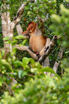 Nasenaffe auf einem Baum &ndash; Wildtier in nat&uuml;rlichem Habitat