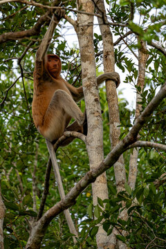 Nasenaffe auf einem Baum &ndash; Wildtier in nat&uuml;rlichem Habitat