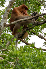 Nasenaffe auf einem Baum – Wildtier in natürlichem Habitat
