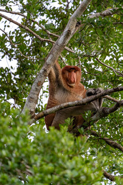 Nasenaffe auf einem Baum &ndash; Wildtier in nat&uuml;rlichem Habitat