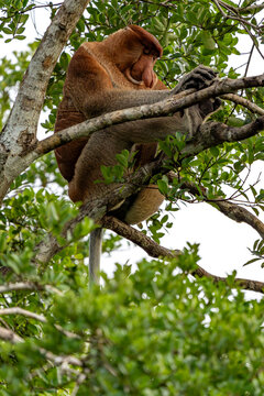 Nasenaffe auf einem Baum &ndash; Wildtier in nat&uuml;rlichem Habitat
