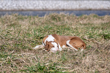 Naklejka na ściany i meble A brown stray dog ​​is lying on the grass and basking in the sun.