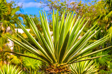 Green blue Agave plants palm palms Aloe Vera plant Mexico.