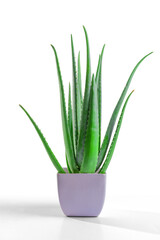 aloe vera in garden being cut