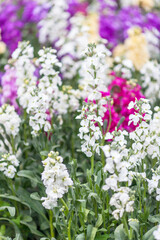 Beautiful view of the field of multicolored flowers 