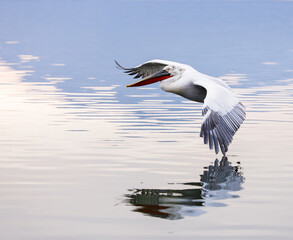 Dalmatian pelican flying - 737571293